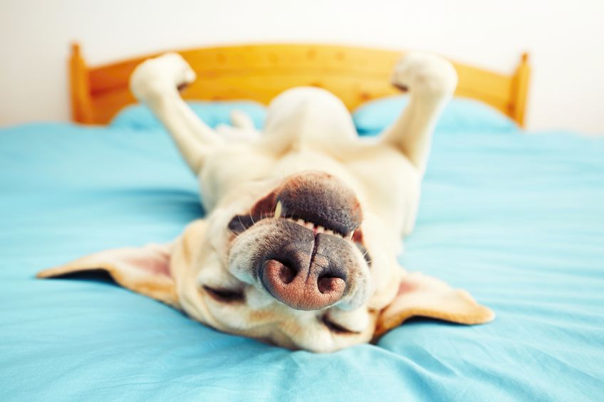 犬の寝方には心理状態が表れる？というトリビア