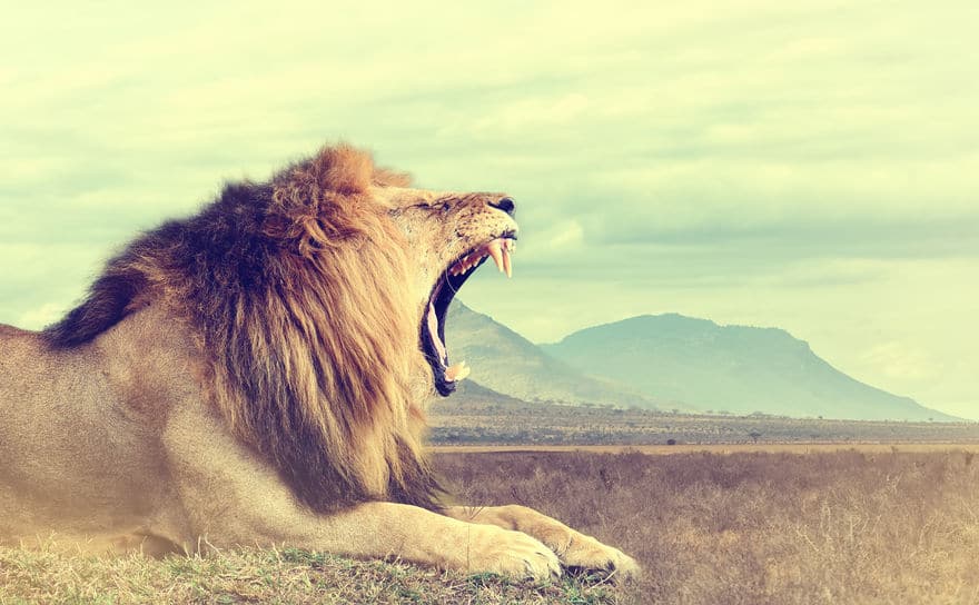 ライオンのたてがみがオスだけに生える理由に関する雑学