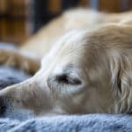 犬が地面にアゴをつけて寝る理由に関する雑学