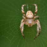 オニグモが毎晩クモの巣を張り替える理由に関する雑学