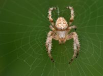 オニグモが毎晩クモの巣を張り替える理由に関する雑学