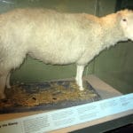 クローン羊「ドリー」の名前の由来に関する雑学