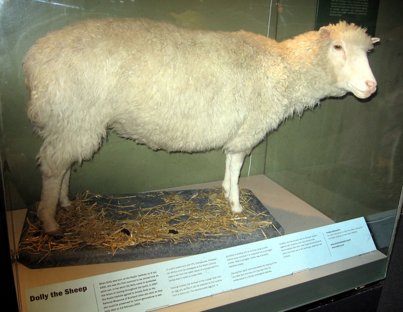 クローン羊「ドリー」の名前の由来に関する雑学