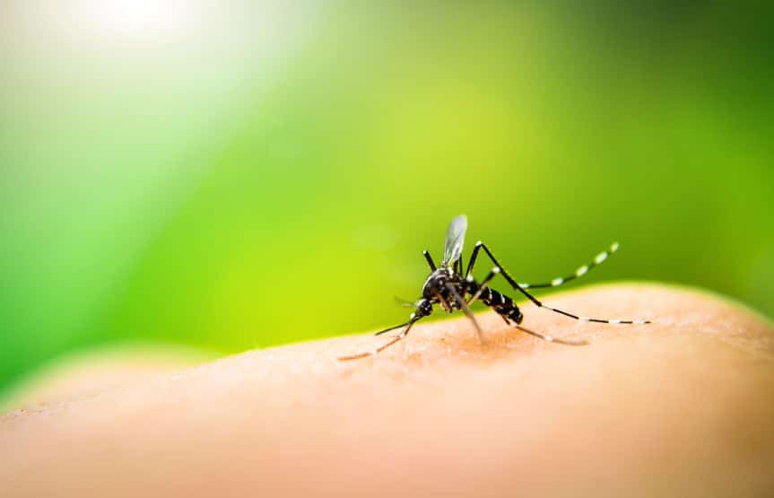 血を吸う蚊は産卵期のメスだけというトリビア