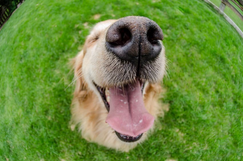 犬の嗅覚は人間の10万倍以上！がんも発見できる？というトリビア