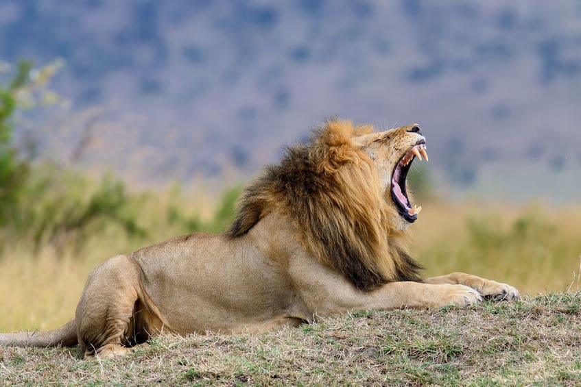 ライオンは獲物を狩るより横取りすることが多いという雑学