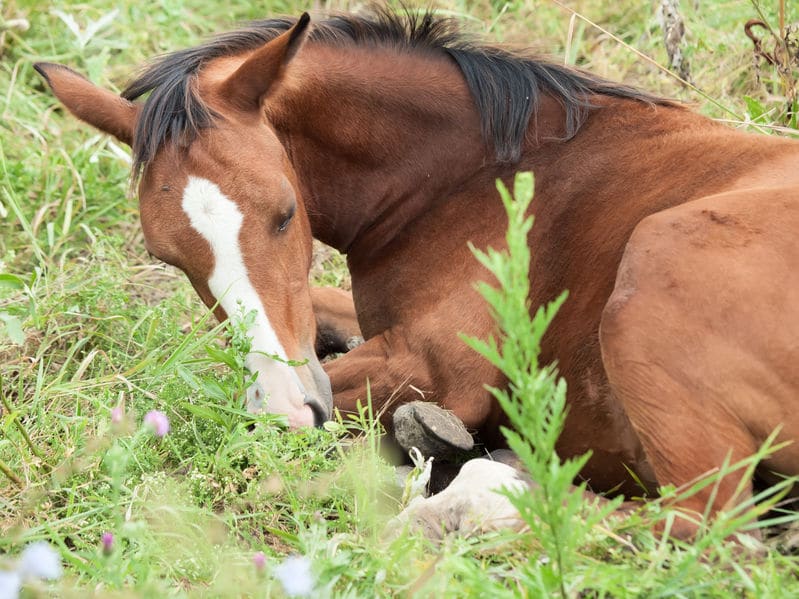 馬の寝方に関する雑学