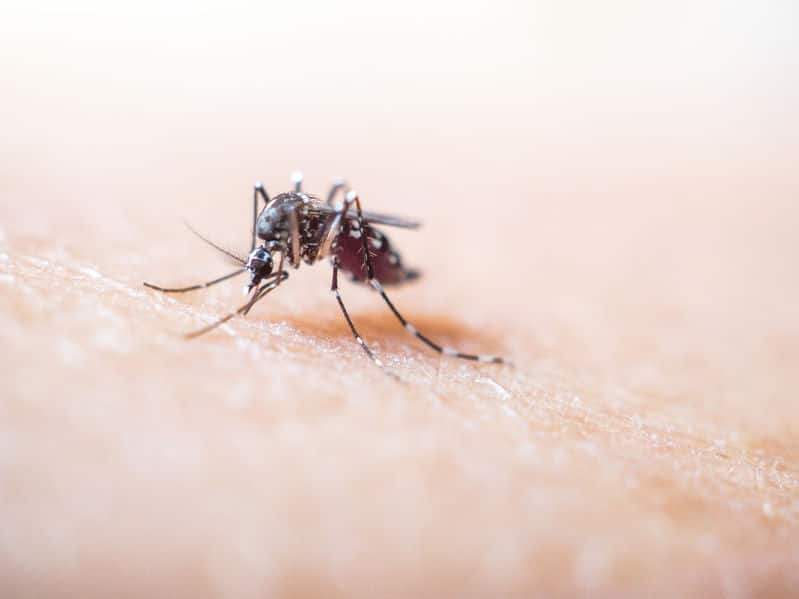 蚊が血を吸う仕組みについてのトリビア